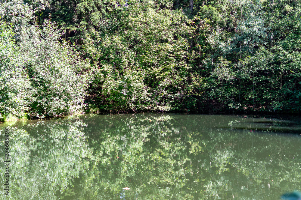 Trees on the shore of a forest lake on a sunny summer day in the middle of a forest. Beautiful view over the water to the shore Trees on the shore of a forest lake on a sunny summer day in the middle of a forest. Beautiful view over the water to the shore