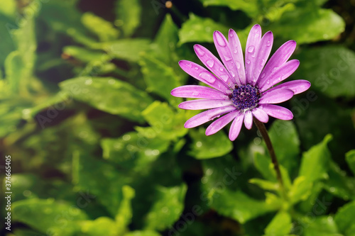 pink spanish daisy flower with raindrops and soft green background