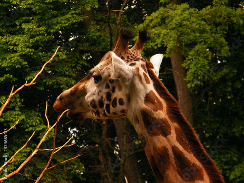 giraffe eating grass