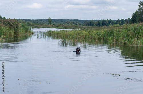 Scuba diver in a mask with a snorkel swims in the water in the lake