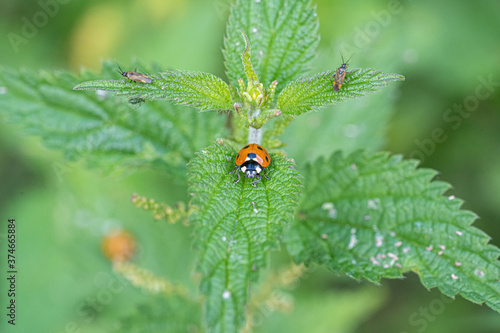 Single Ladybird red and black bug on nettle