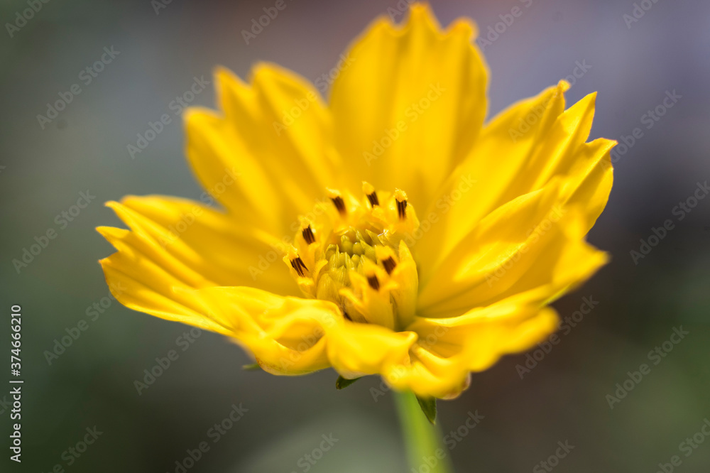 small yellow flower, close up, macro shot small yellow flower, close up, macro shot