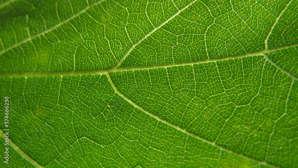 green leaf background. сlose up of leaf texture green leaf background. сlose up of leaf texture