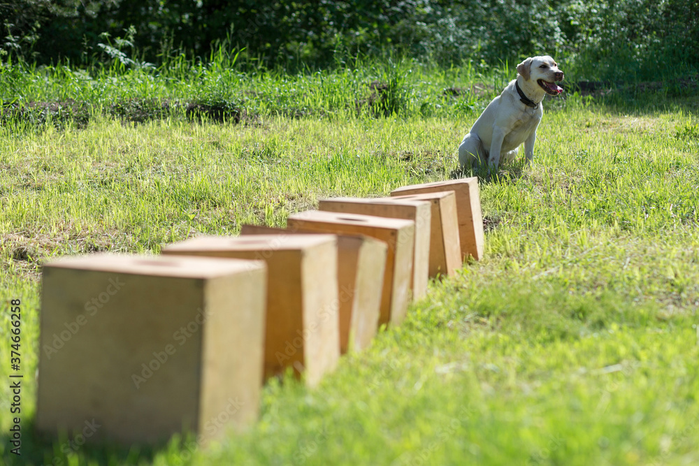 Obraz premium White Labrador Retriever waiting for command to search for hidden object