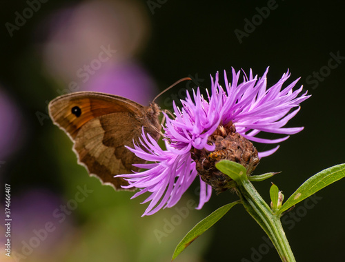 fioletowy kwiat z motylem