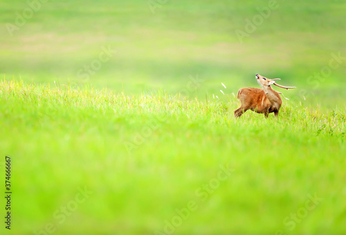 A Hog Deer relaxing on the grassland.