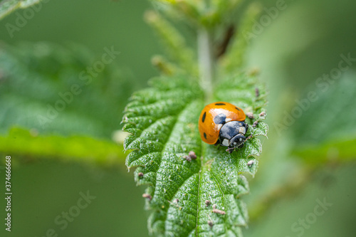 Single Ladybird red and black bug on nettle