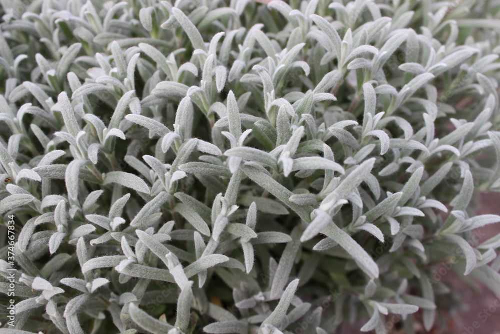 Background of small green leaves and twigs. Background of small green leaves and twigs.