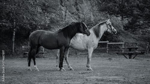 pareja de caballos en blanco y negro