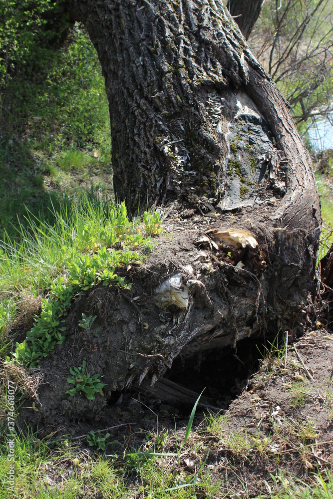 Hole for wild boars in the forest. Nature reserve Hole for wild boars in the forest. Nature reserve