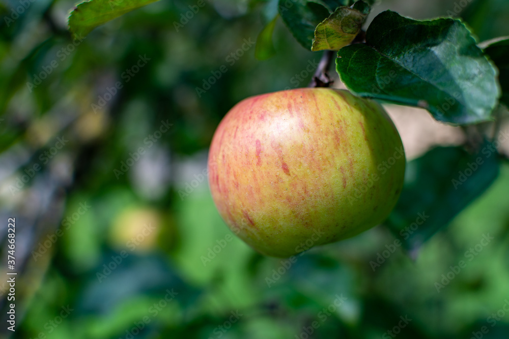 Close-up of an Apple on the branch of a tree in the garden. Healthy, fresh organic natural food. Sweet, delicious, ripe vegetarian diet. Green freshness. Bright agriculture background. Close-up of an Apple on the branch of a tree in the garden. Healthy, fresh organic natural food. Sweet, delicious, ripe vegetarian diet. Green freshness. Bright agriculture background.