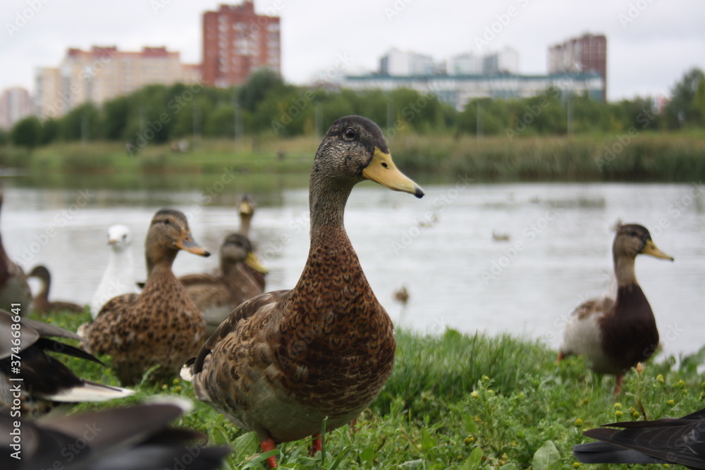 ducks near the city pond close up ducks near the city pond close up