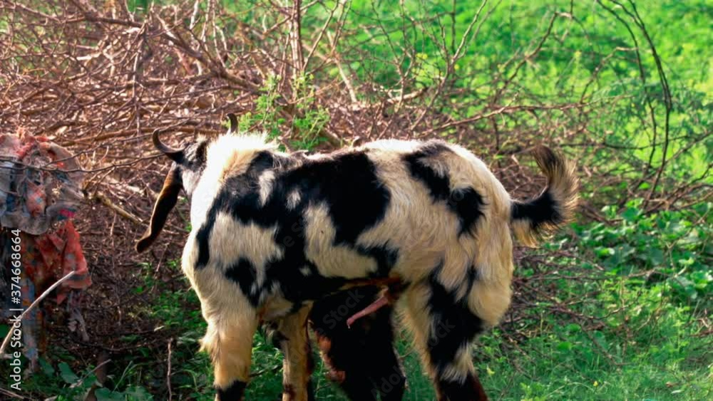 goat producer, breeding goat,goat copulation scene,goat bridging line ...