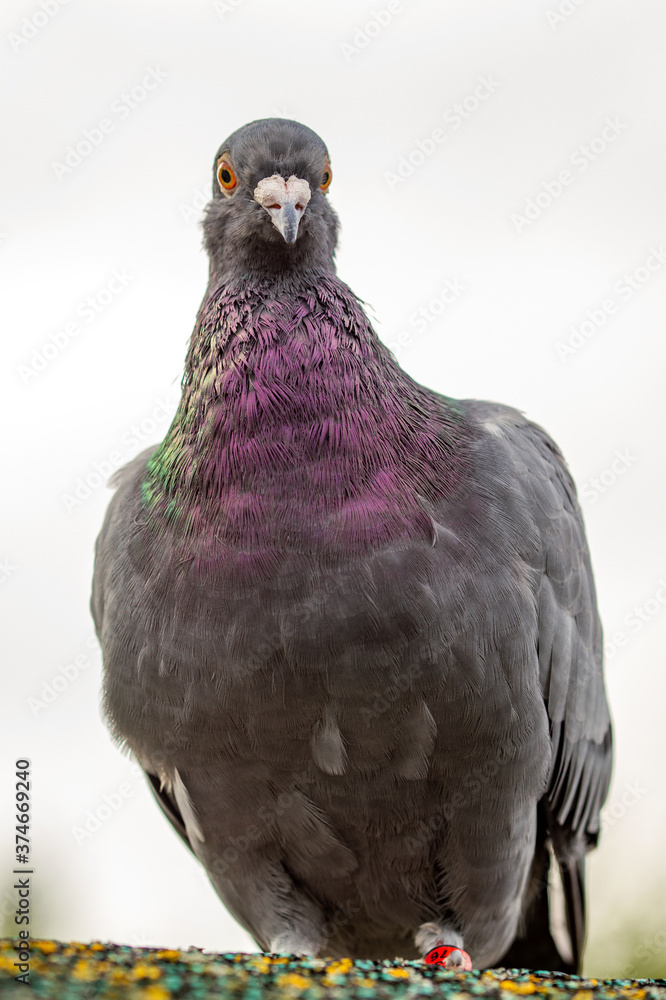 Obraz premium homing pigeon. close up of full body of speed racing pigeon bird with banding leg ring. beauty rock dove. 