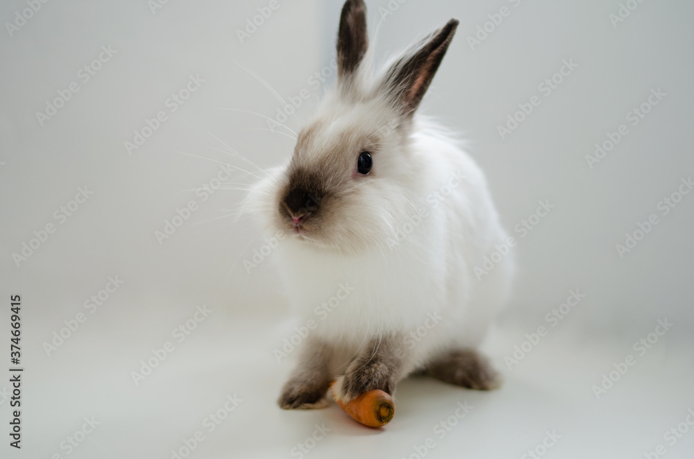 white home decorative fluffy rabbit on a white background white home decorative fluffy rabbit on a white background