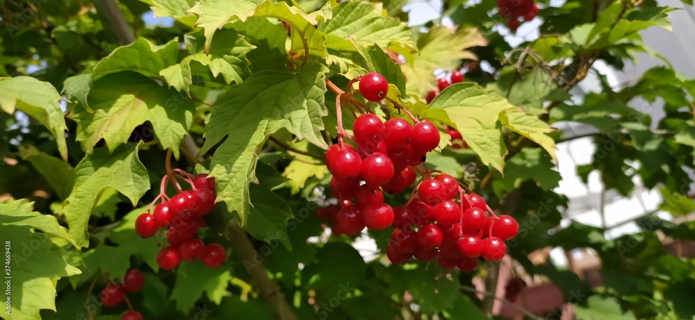 A branch of ripe viburnum berries. Red viburnum berries on a branch. Autumn harvest of useful berries.
