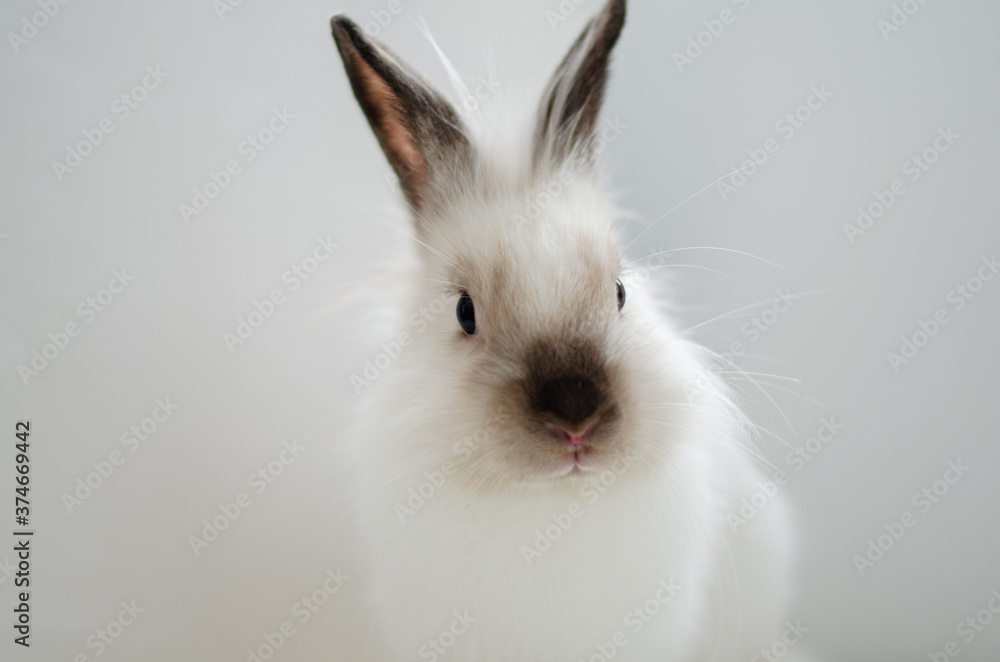 white home decorative fluffy rabbit on a white background