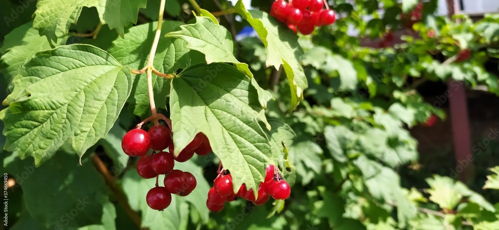 A branch of red viburnum berries. Ripe berry clusters on a background of leaves on a sunny day. A branch of red viburnum berries. Ripe berry clusters on a background of leaves on a sunny day.