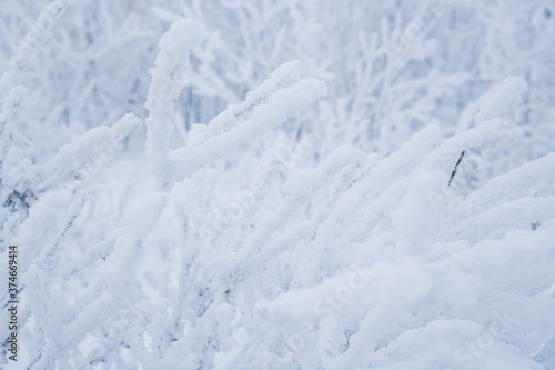 Snow and rime ice on the branches of bushes. Beautiful winter background with twigs covered with hoarfrost. Plants in the park are covered with hoar frost. Cold snowy weather. Cool frosting texture. © Andrei Stepanov