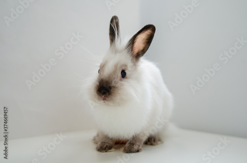 white home decorative fluffy rabbit on a white background © kolibrichic