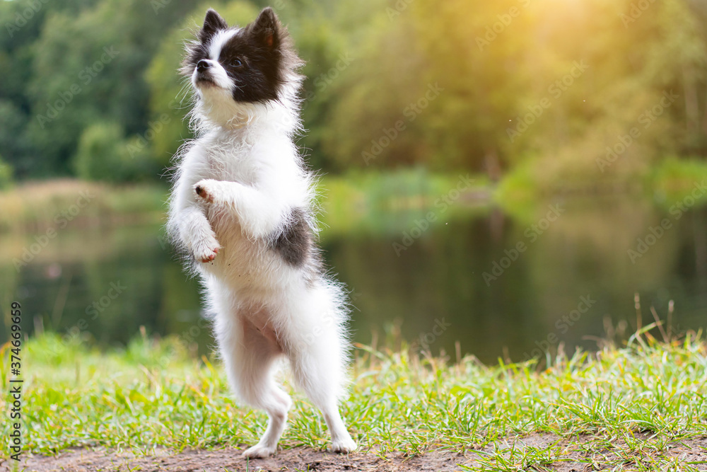 Little Pomeranian on a walk . Small dog. Puppy. A pet. Dog on a walk in the summer. Summer Park. Black and white color. Article about Pets . The dog stands on its hind legs.