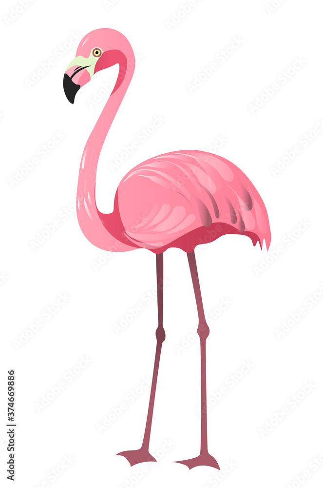 Obraz premium Flamino, pink. The bird is standing, close-up. Vector illustration in flat style. Isolated on a white background.