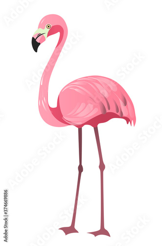 Flamino, pink. The bird is standing, close-up. Vector illustration in flat style. Isolated on a white background.