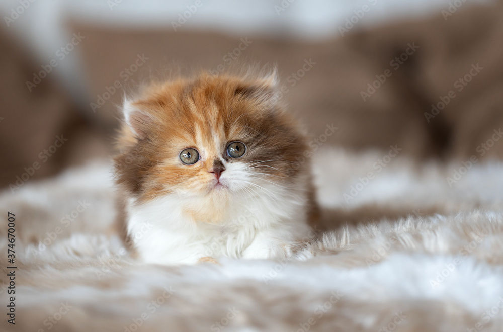 Britisch Langhaar Kitten Katzenbaby in Tricolor - edel und typvoll 