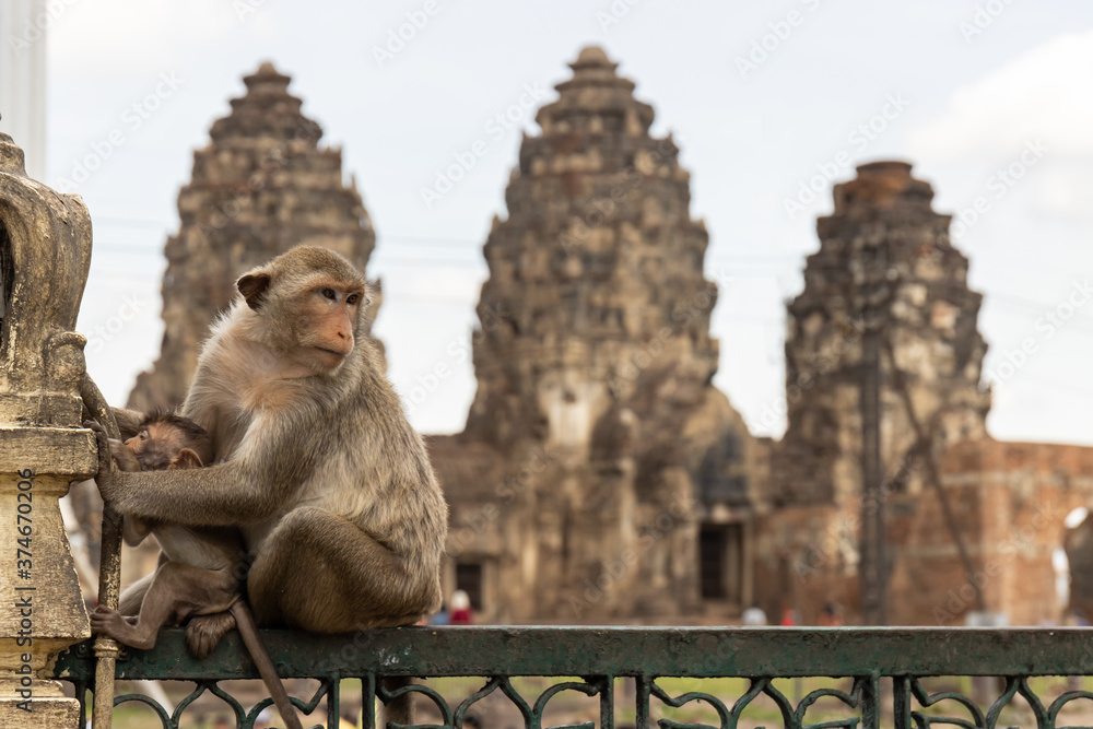 Monkey mother with baby monkey Sitting on the fence in lopburi city thailand