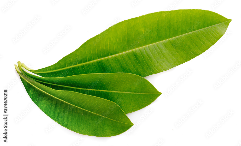 Fototapeta premium green leaves isolated on white background