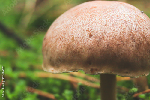 Mushrooms with small caps among the moss close-up. photo