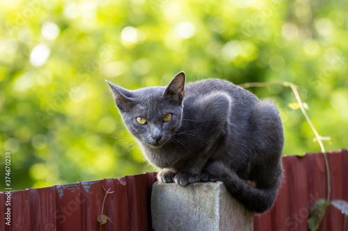 Obraz na plátně Korat cat, gray cat, sitting on the fence
