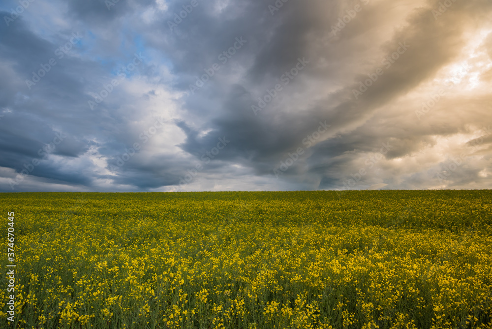 Yellow rapes flowers and blue sky with clouds
