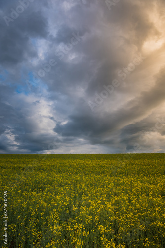 Yellow rapes flowers and blue sky with clouds