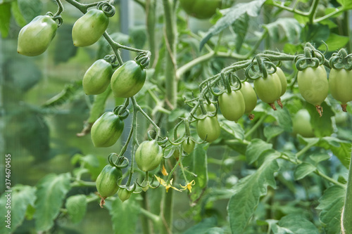 Tomaten grün 