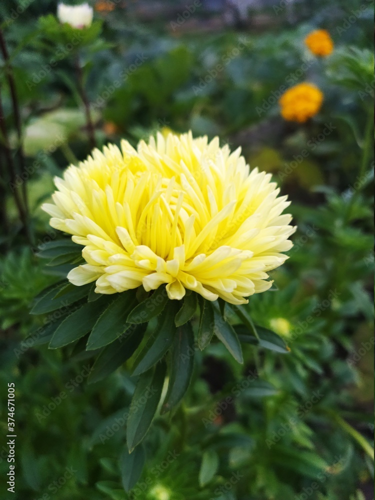 yellow chrysanthemum flower