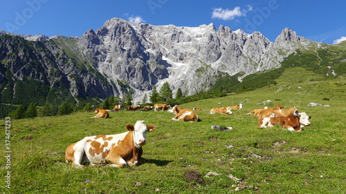 Canvastavla Kühe, Rinder auf der Alm, im Hochgebirge der Alpen