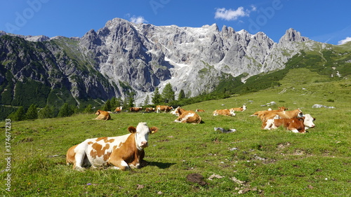 Kühe, Rinder auf der Alm, im Hochgebirge der Alpen