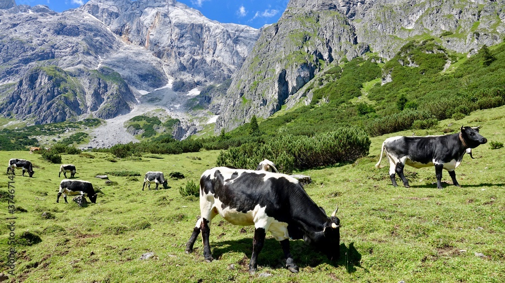 Kühe, Rinder auf der Alm, im Hochgebirge der Alpen Kühe, Rinder auf der Alm, im Hochgebirge der Alpen