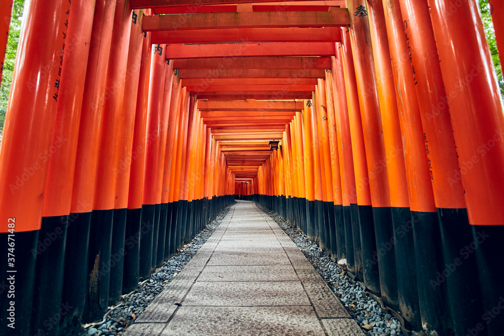 Fototapeta premium Fushimi Inari