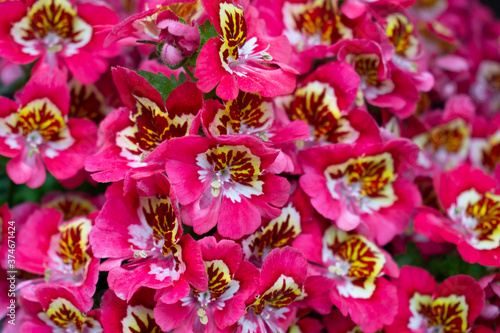 Fototapeta Naklejka Na Ścianę i Meble -  Pink hybrid garden viola dense flowers with yellow decorational centers in flower pot in the sunny spring garden 
