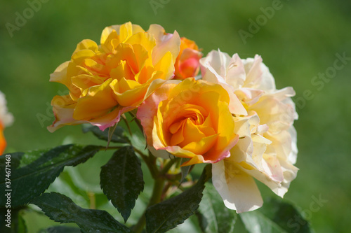 blooming rose in rose garden 