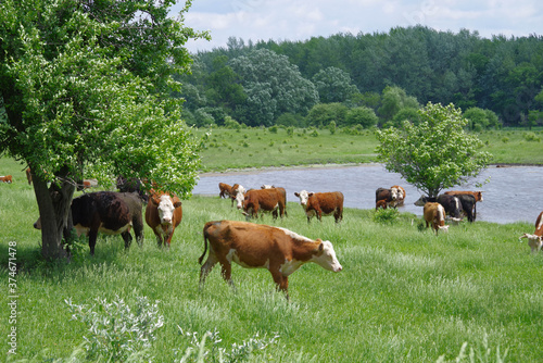 Hereford cattle grazing in a grassy farm field in Michigan, USA in summer.