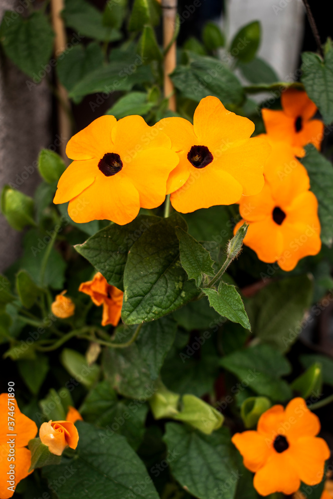 Black-eyed Susan vine orange fragile flowers and green leaves in a flower pot Black-eyed Susan vine orange fragile flowers and green leaves in a flower pot