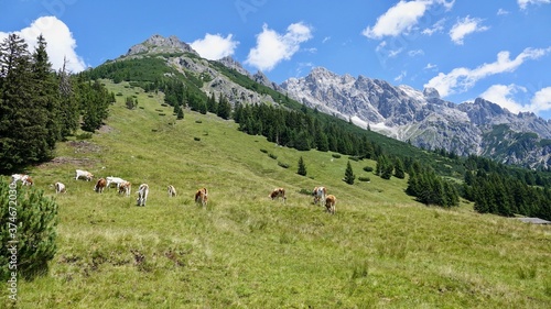 K  he  Rinder auf der Alm  im Hochgebirge der Alpen
