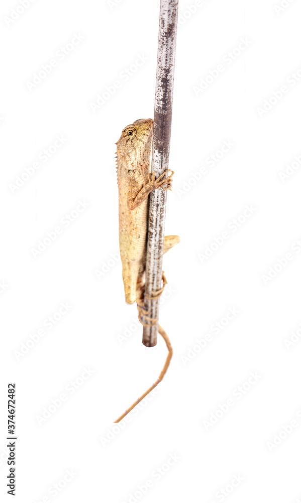 Fototapeta premium Thai brown chameleon lizard isolated on white background