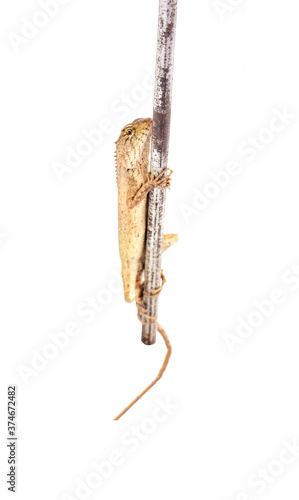 Thai brown chameleon lizard isolated on white background