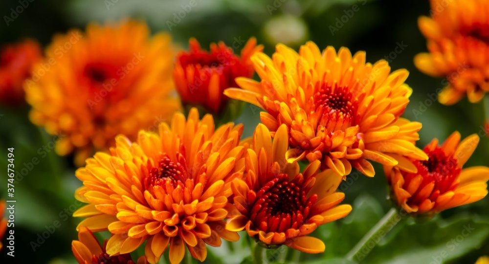 Blossom chrysanthemums red-orange-yellow texture for calendar Blossom chrysanthemums red-orange-yellow texture for calendar