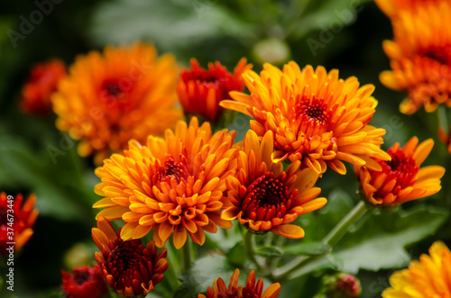 Blossom chrysanthemums red-orange-yellow texture for calendar