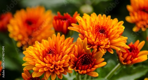 Blossom chrysanthemums red-orange-yellow texture for calendar